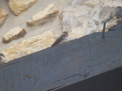 Ptyonoprogne rupestris