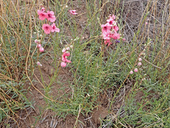 Diascia integerrima