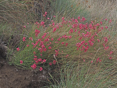 Diascia integerrima