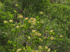 Ixora francii