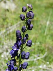 Aconitum tauricum