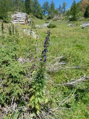 Aconitum tauricum