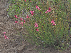 Diascia integerrima