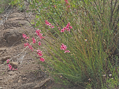 Diascia integerrima