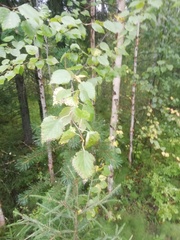 Betula pubescens