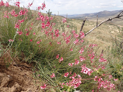 Diascia integerrima