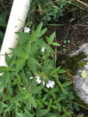 Veronica peduncularis
