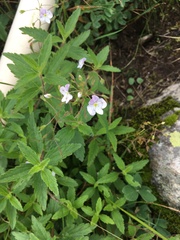 Veronica peduncularis