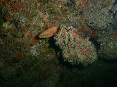 Cephalopholis nigripinnis