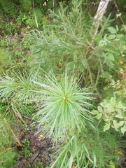 Pinus sibirica