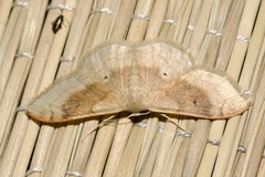 Idaea degeneraria