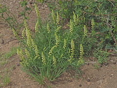Reseda lutea