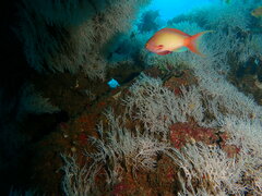Pseudanthias squamipinnis