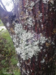 Hypogymnia physodes