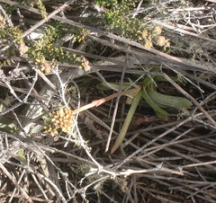 Crassula nudicaulis
