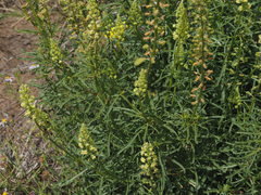 Reseda lutea