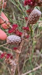 Allocasuarina paradoxa