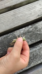 Locusta migratoria