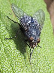 Calliphora vicina
