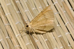 Camptogramma bilineata