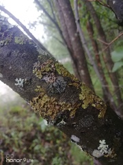 Melanohalea olivacea