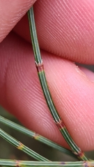 Allocasuarina paradoxa