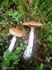 Cortinarius caperatus
