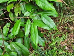 Castanopsis kawakamii