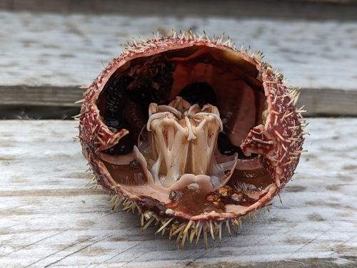 Edible Sea Urchin