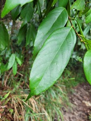 Castanopsis kawakamii