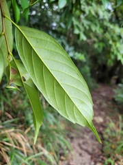 Castanopsis kawakamii