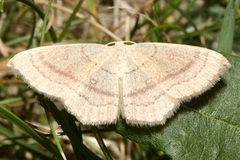 Cyclophora linearia
