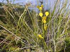 Diuris unica