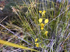 Diuris unica