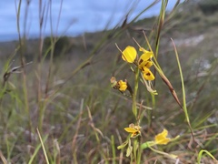 Diuris unica