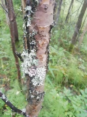 Hypogymnia physodes