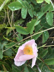 Rosa pygmaea