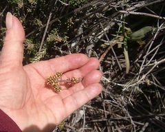 Crassula nudicaulis