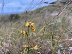 Diuris unica