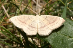 Cyclophora linearia