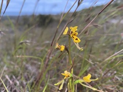 Diuris unica