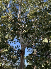 Eucalyptus platyphylla