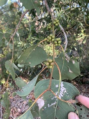 Eucalyptus platyphylla