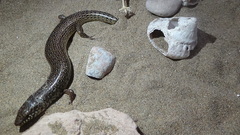 Chalcides ocellatus