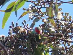 Glossopsitta concinna
