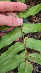 Blechnum wattsii