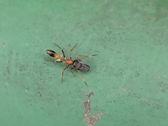 Myrmarachne melanocephala