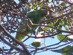 Glossopsitta concinna