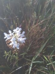 Platanthera blephariglottis
