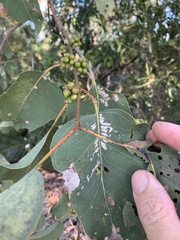 Eucalyptus platyphylla